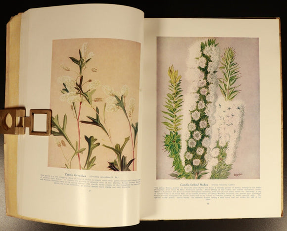 1951 West Australian Wild Flowers by C.A. Gardner Vintage Botanic Reference Book