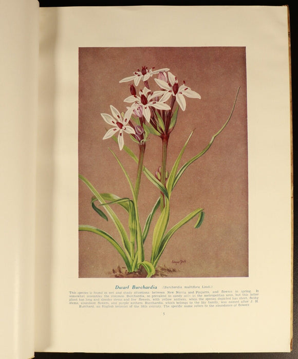 1951 West Australian Wild Flowers by C.A. Gardner Vintage Botanic Reference Book
