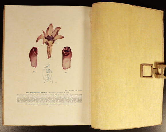 1951 West Australian Wild Flowers by C.A. Gardner Vintage Botanic Reference Book