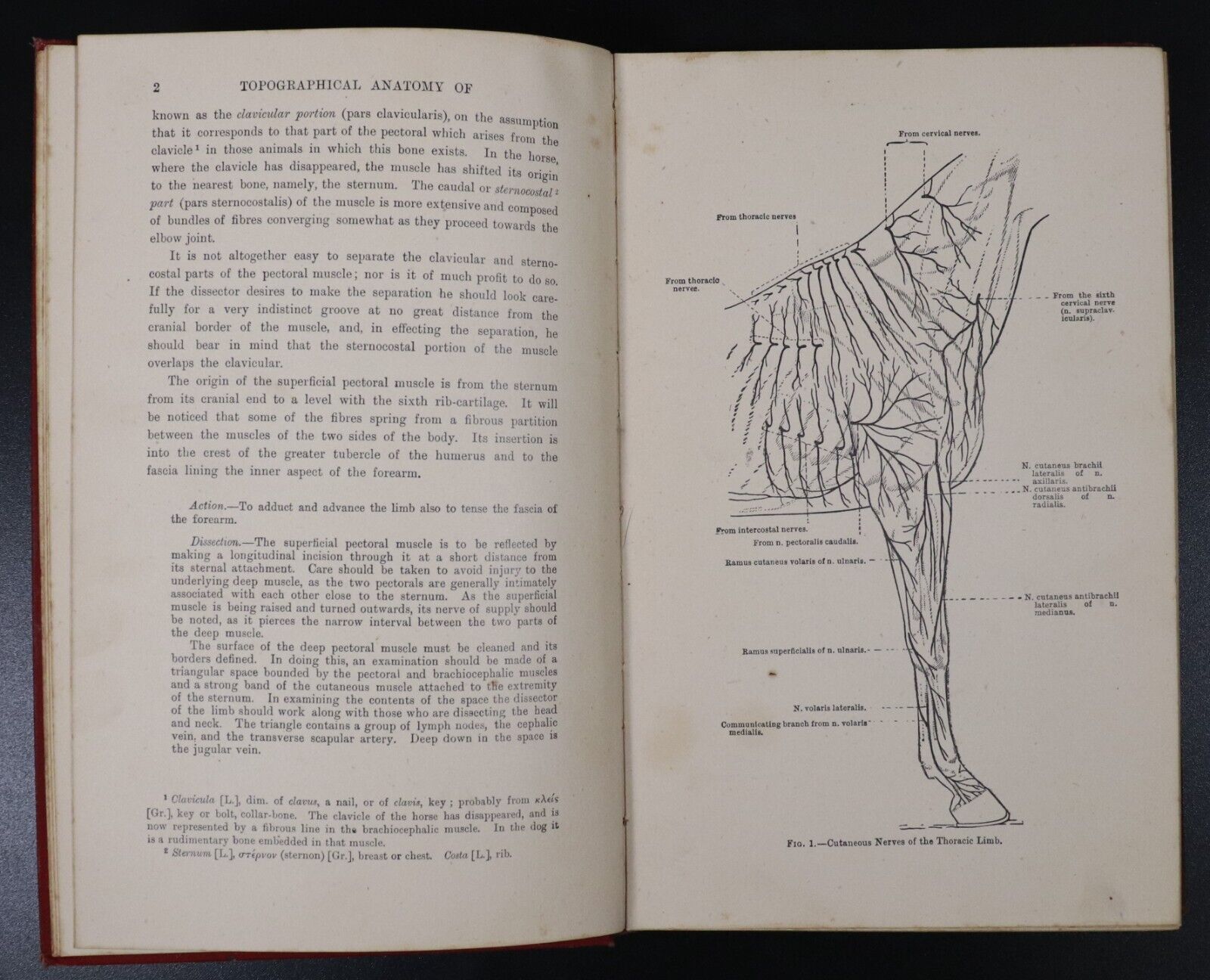 1946 The Topographical Anatomy Of The Limbs Of The Horse Antique Reference Book