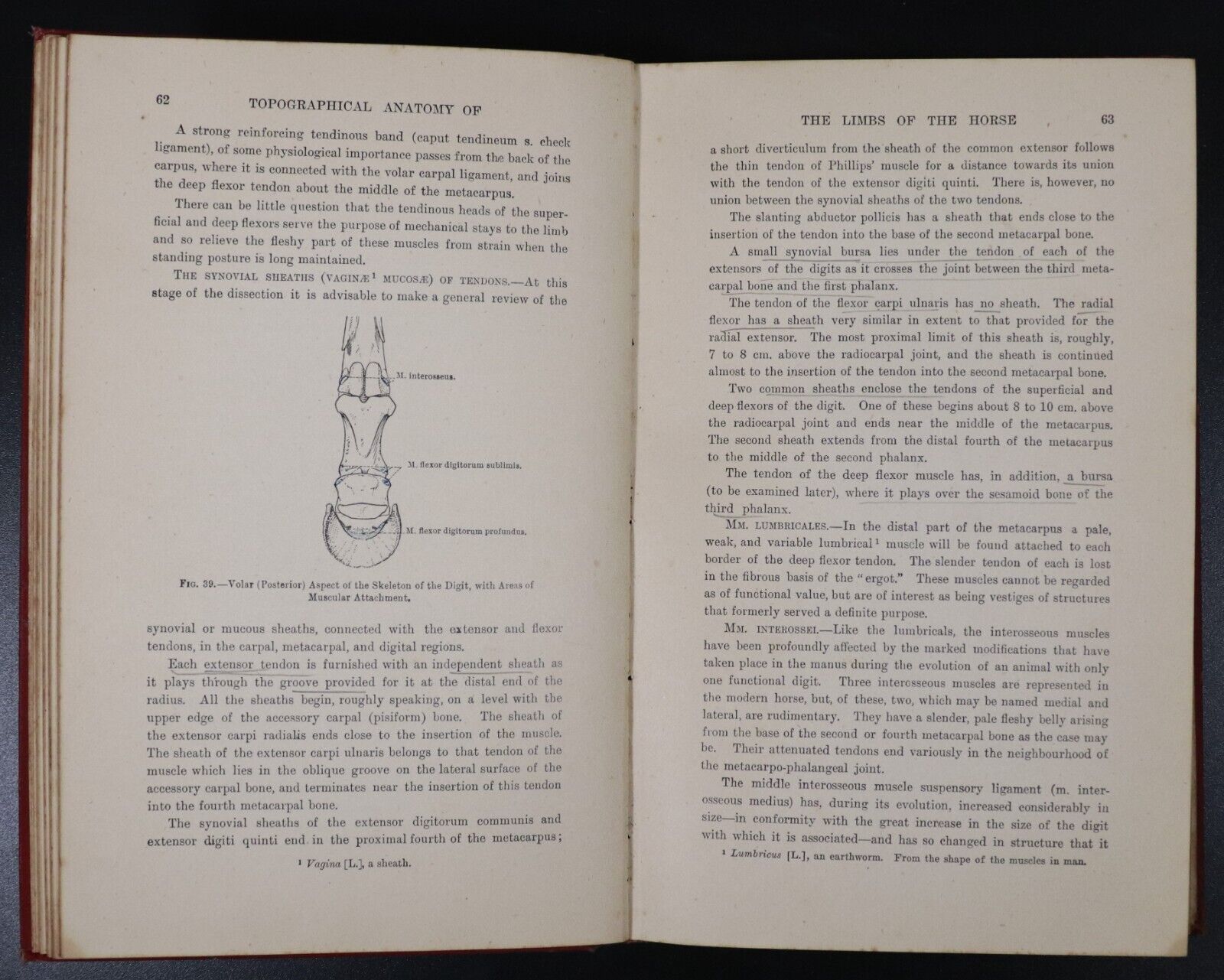 1946 The Topographical Anatomy Of The Limbs Of The Horse Antique Reference Book