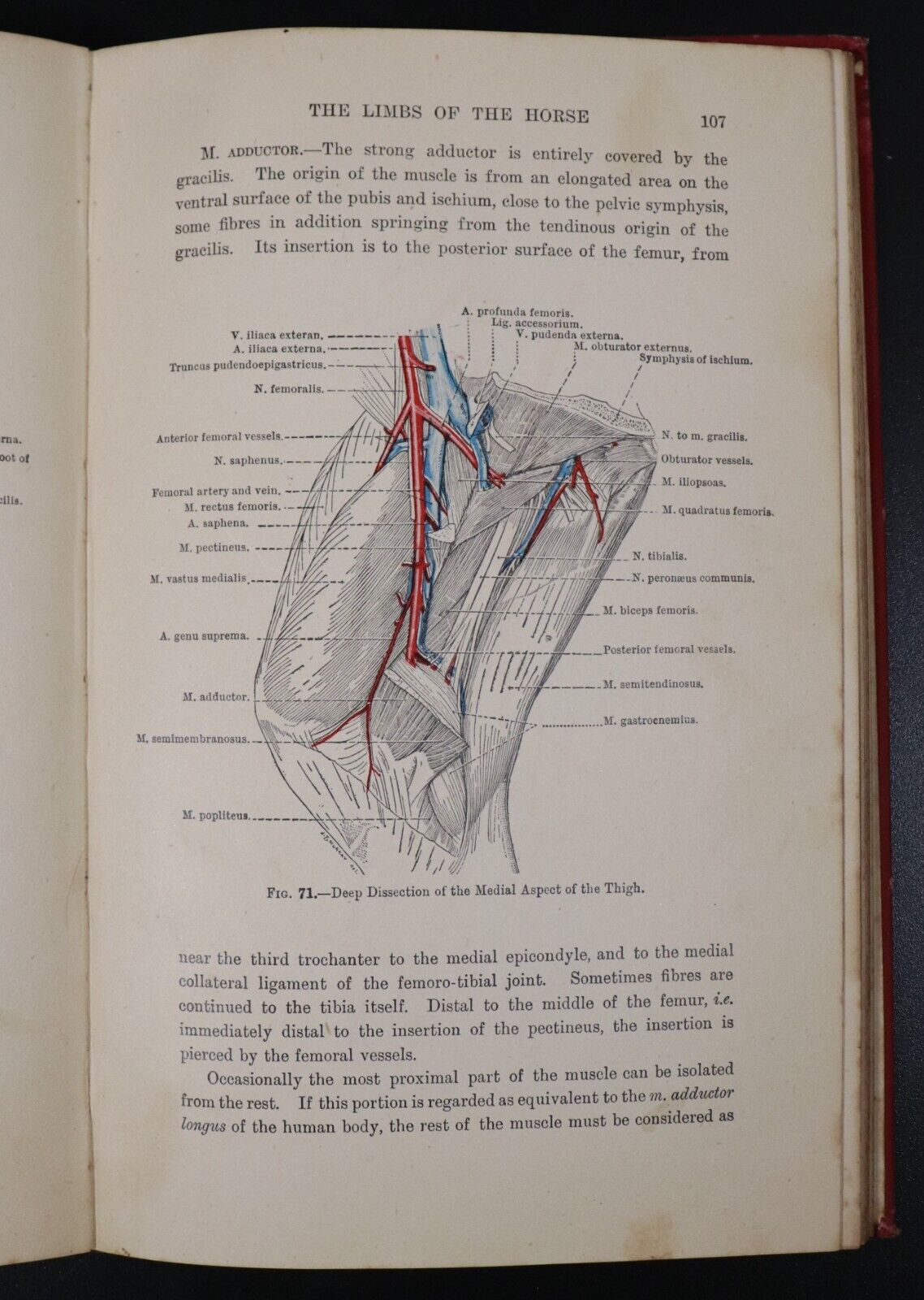 1946 The Topographical Anatomy Of The Limbs Of The Horse Antique Reference Book