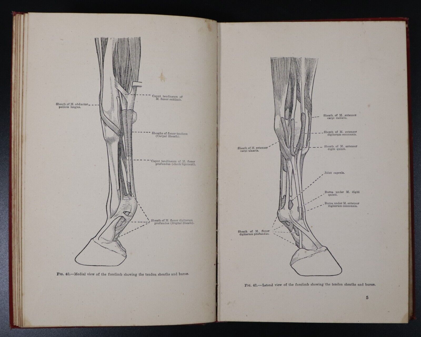 1946 The Topographical Anatomy Of The Limbs Of The Horse Antique Reference Book