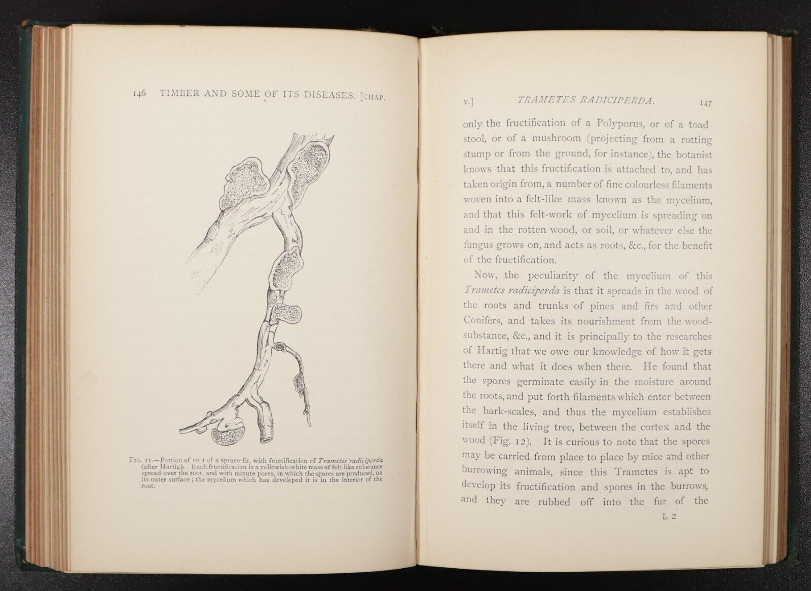 1889 Timber & Some Of Its Diseases Antique Reference Book by H. Marshall Ward