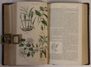 1866 History Of The Vegetable Kingdom Antiquarian Natural History Book W. Rhind-9