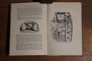 1904 Critical Papers In Art by WM Thackeray Antique Art History Book-5