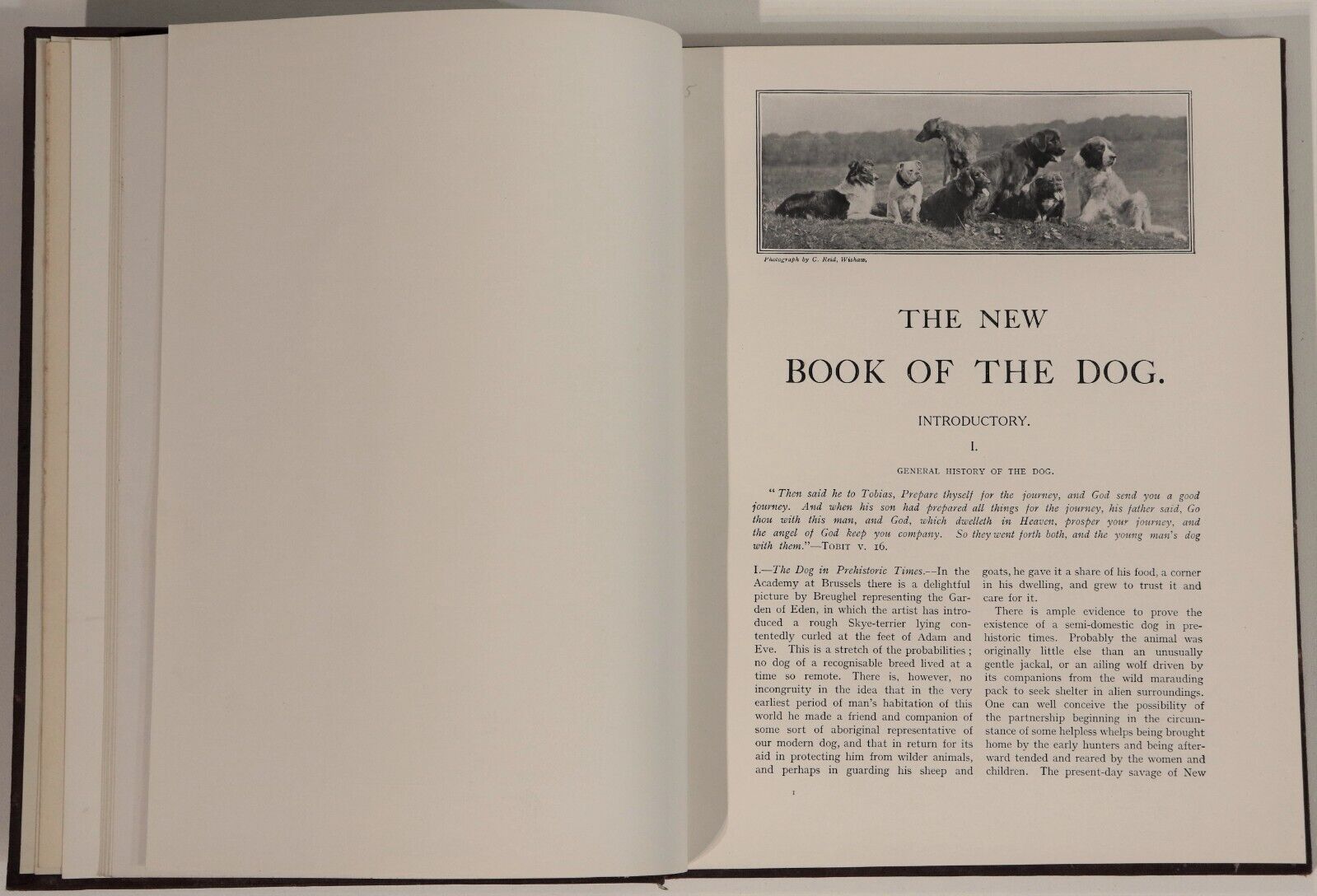 c1912 Cassell's New Book Of The Dog Antique British Dog Reference Books