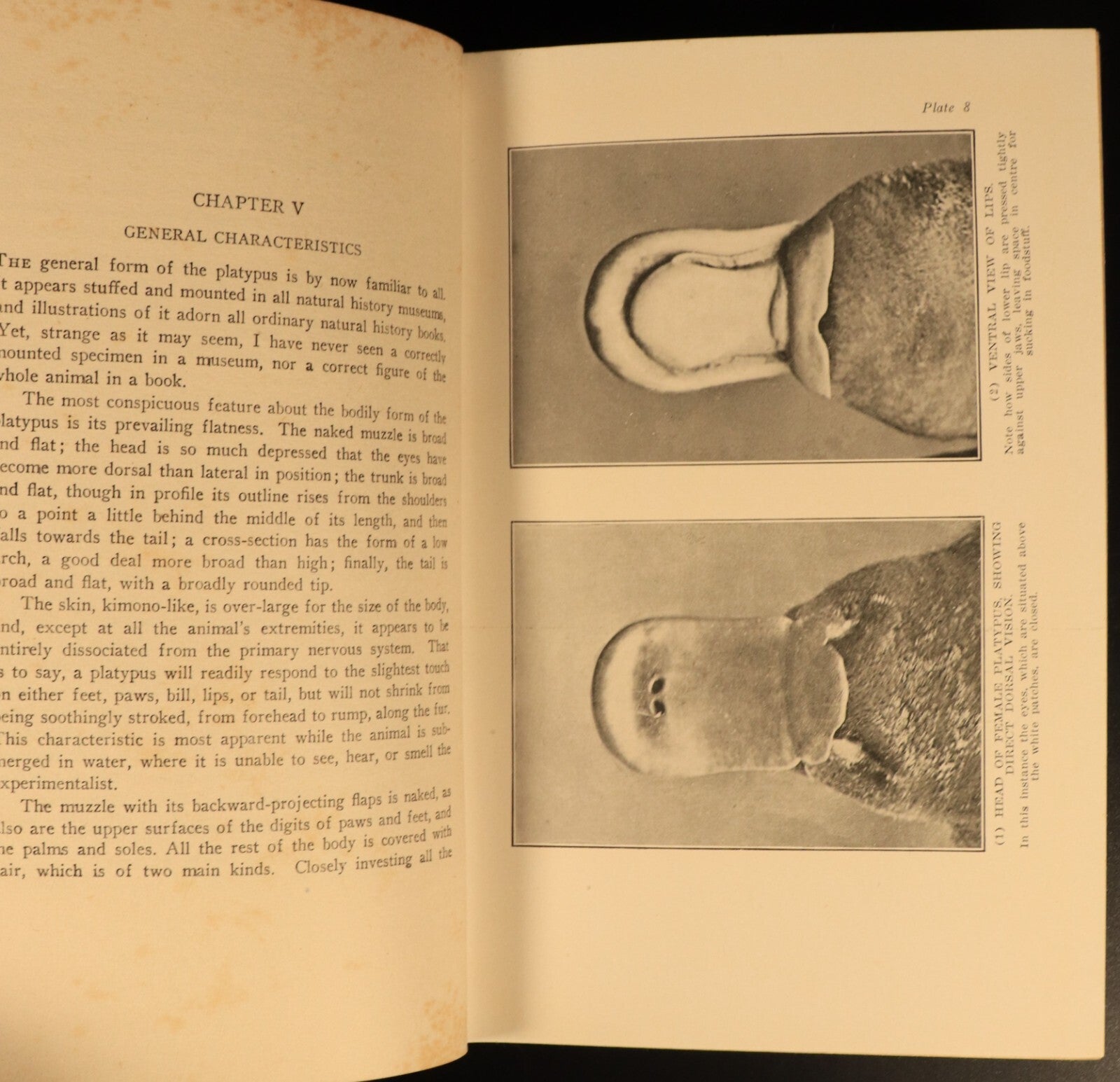 1927 The Platypus by Harry Burrell Australian Natural History Book 1st Ed