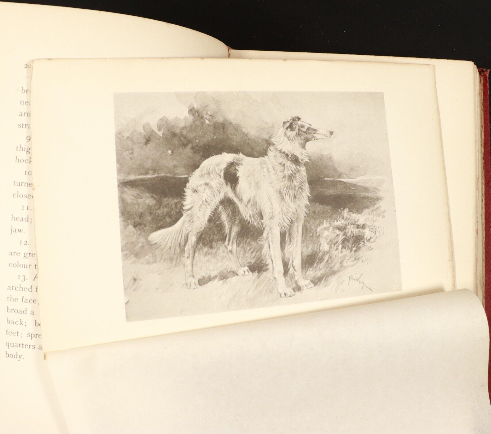 1893 Modern Dogs Of Great Britain & Ireland Antique Sporting Dog Reference Book