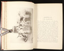 1893 Modern Dogs Of Great Britain & Ireland Antique Sporting Dog Reference Book-12