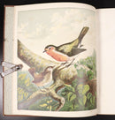 c1880 Aunt Louisa's Our Favourites Antique Children's Book Plates by Kronheim-3