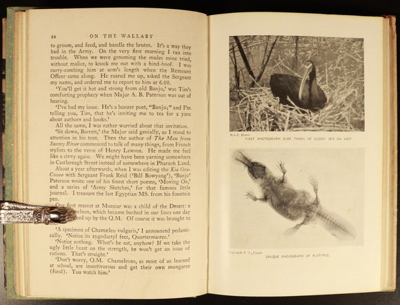 1944 On The Wallaby by Charles Barrett Australian Natural History Book 1st Ed