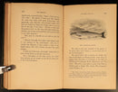 1848 The British Anglers Manual by TC Hofland Antique1st Edition Fishing Book-11