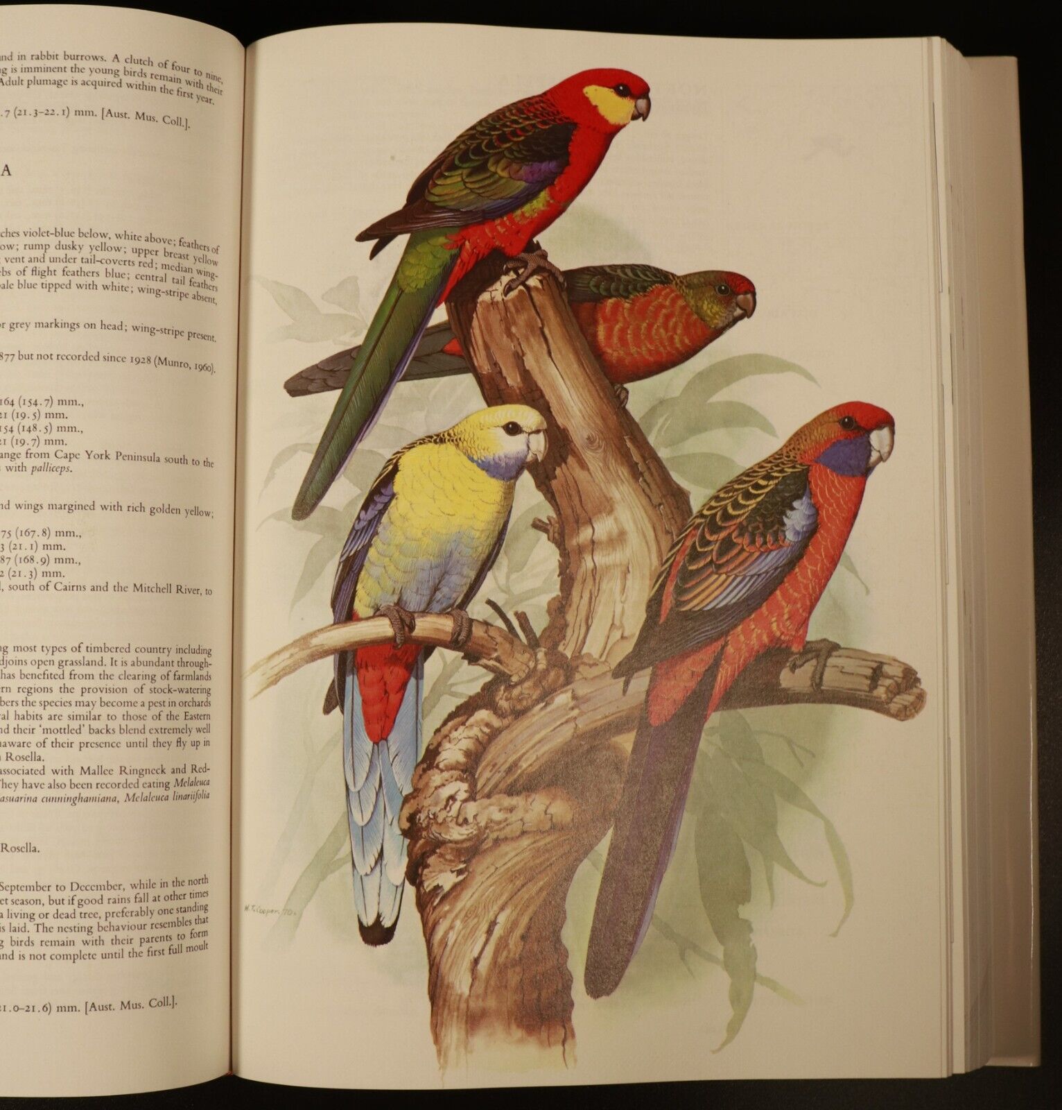 1978 Parrots Of The World by J.M. Forshaw Illustrated Bird Reference Book 2nd Ed