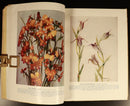 1951 West Australian Wild Flowers by C.A. Gardner Vintage Botanic Reference Book-8