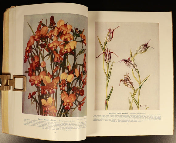 1951 West Australian Wild Flowers by C.A. Gardner Vintage Botanic Reference Book