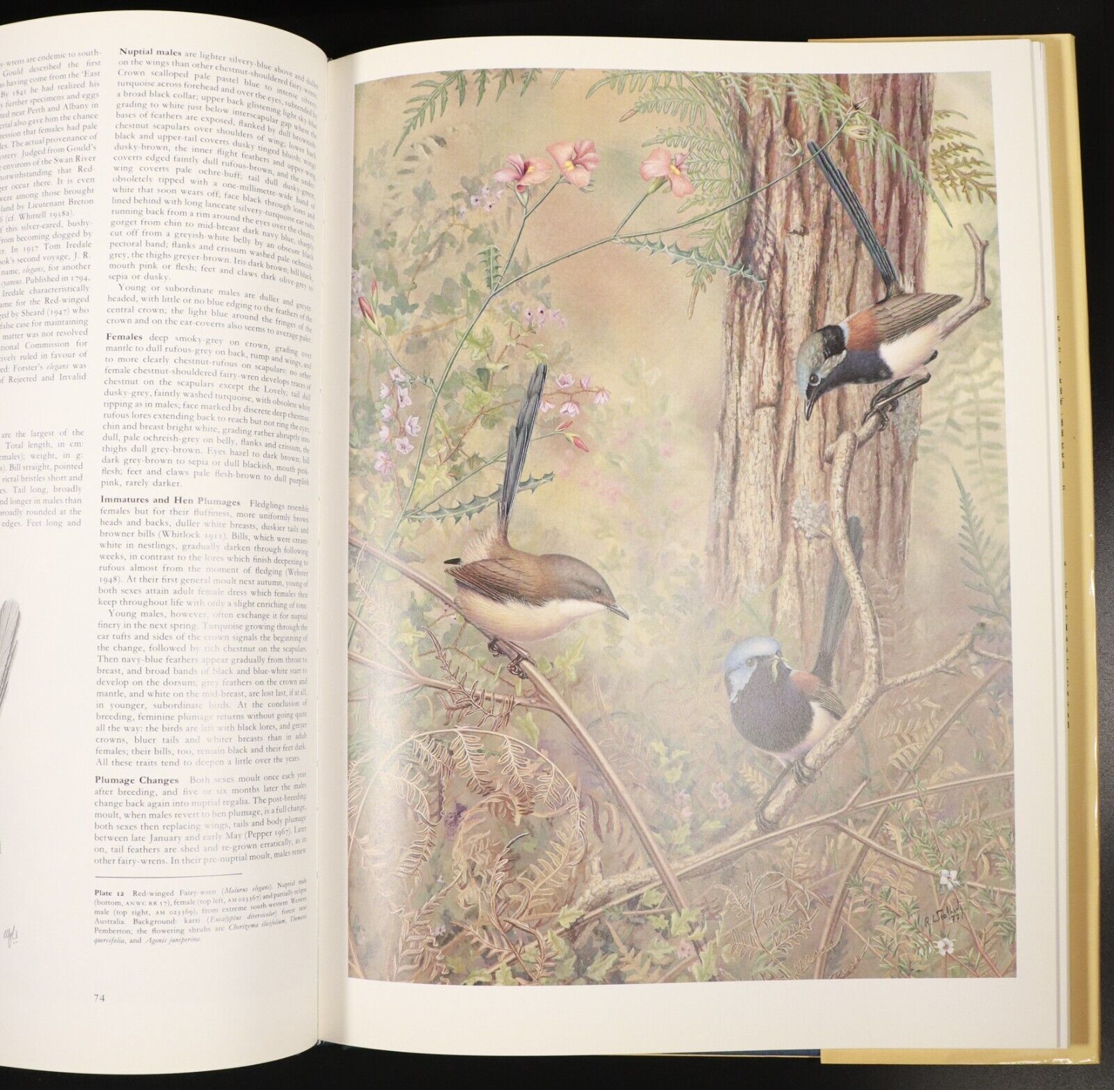 1982 The Fairy-Wrens by Richard Schodde Australian Wildlife Bird Reference Book