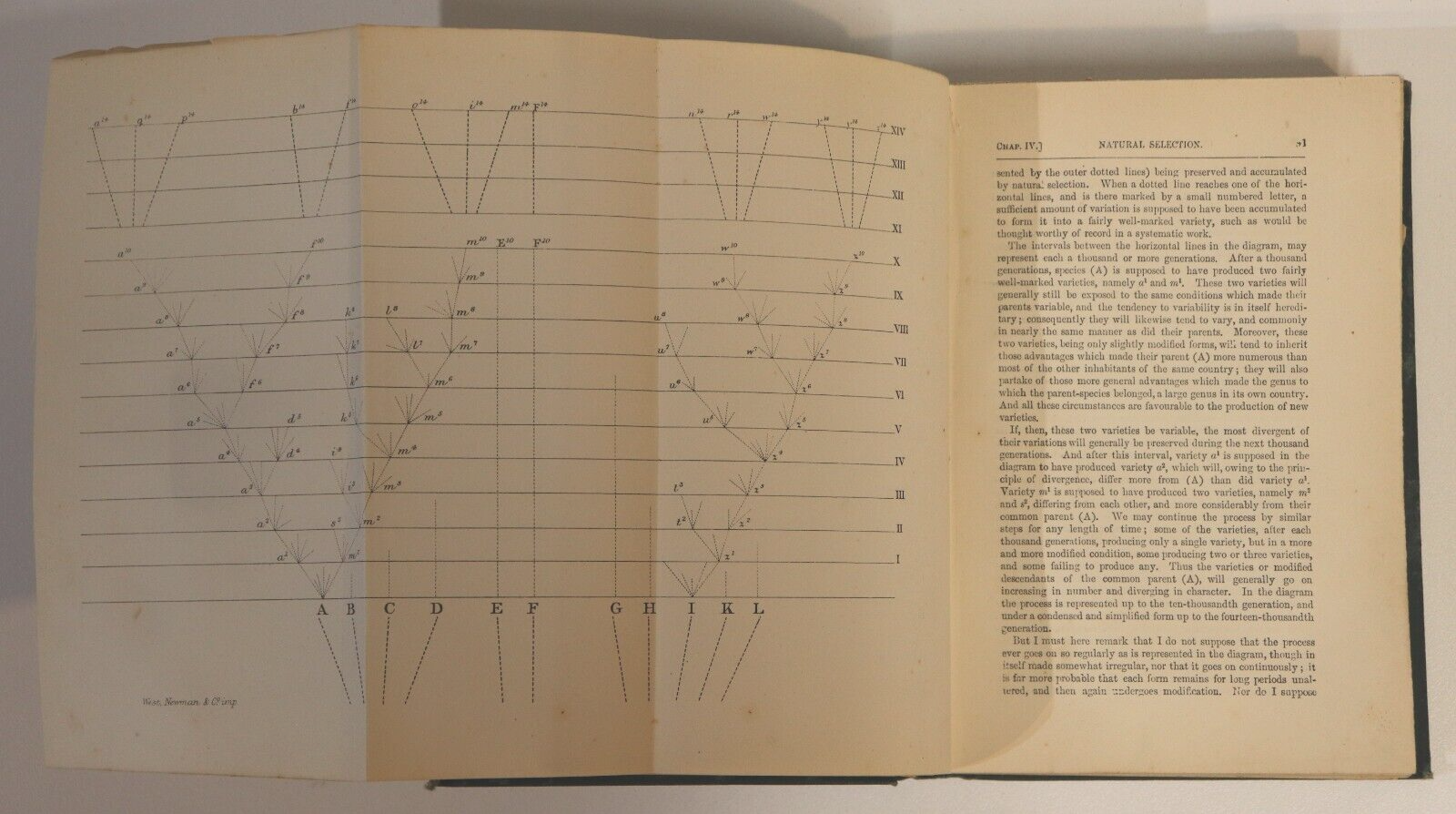 1889 The Origin Of Species by Charles Darwin Antiquarian Natural History Book