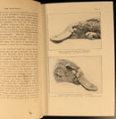 1927 The Platypus by Harry Burrell Australian Natural History Book 1st Ed-9