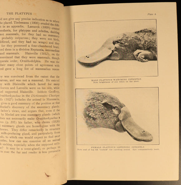 1927 The Platypus by Harry Burrell Australian Natural History Book 1st Ed