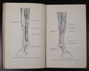 1946 The Topographical Anatomy Of The Limbs Of The Horse Antique Reference Book-8