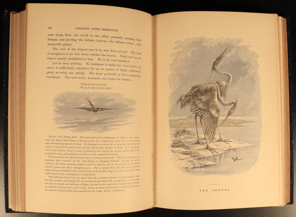 The Bird by Jules Michelet & Giacomelli 1895 Antique Natural History Book Gilt