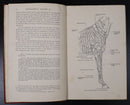 1946 The Topographical Anatomy Of The Limbs Of The Horse Antique Reference Book-6