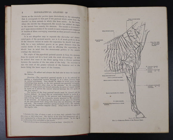 1946 The Topographical Anatomy Of The Limbs Of The Horse Antique Reference Book