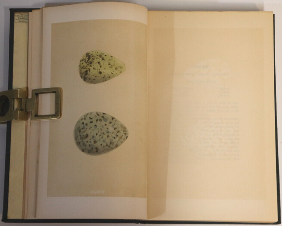 1864 3vol Nests & Eggs Of British Birds by F.O. Morris Antiquarian Book Set