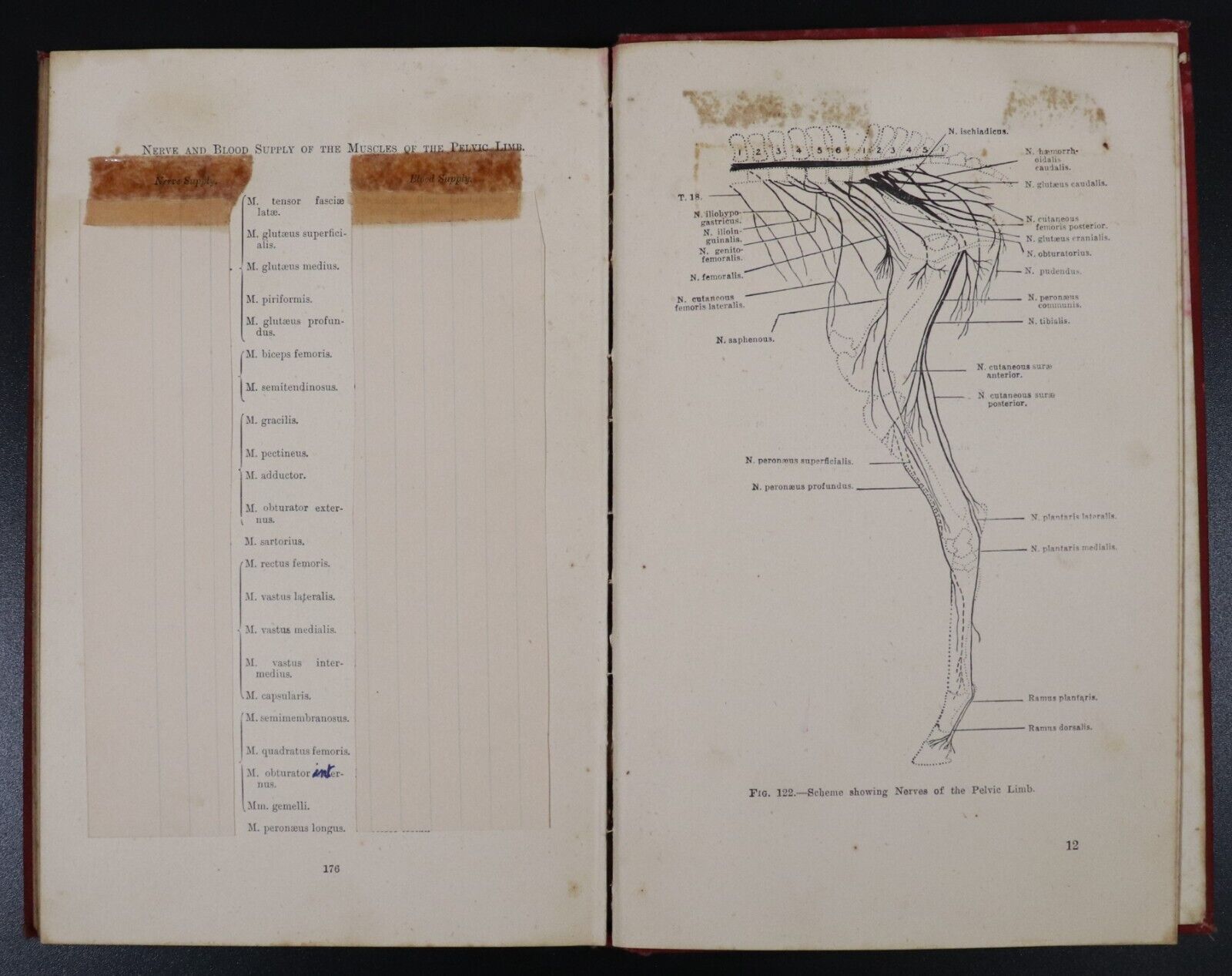 1946 The Topographical Anatomy Of The Limbs Of The Horse Antique Reference Book