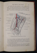 1946 The Topographical Anatomy Of The Limbs Of The Horse Antique Reference Book-9