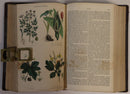 1866 History Of The Vegetable Kingdom Antiquarian Natural History Book W. Rhind-6