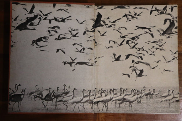1930 To Africa With The Migratory Birds Antique Natural History Reference Book
