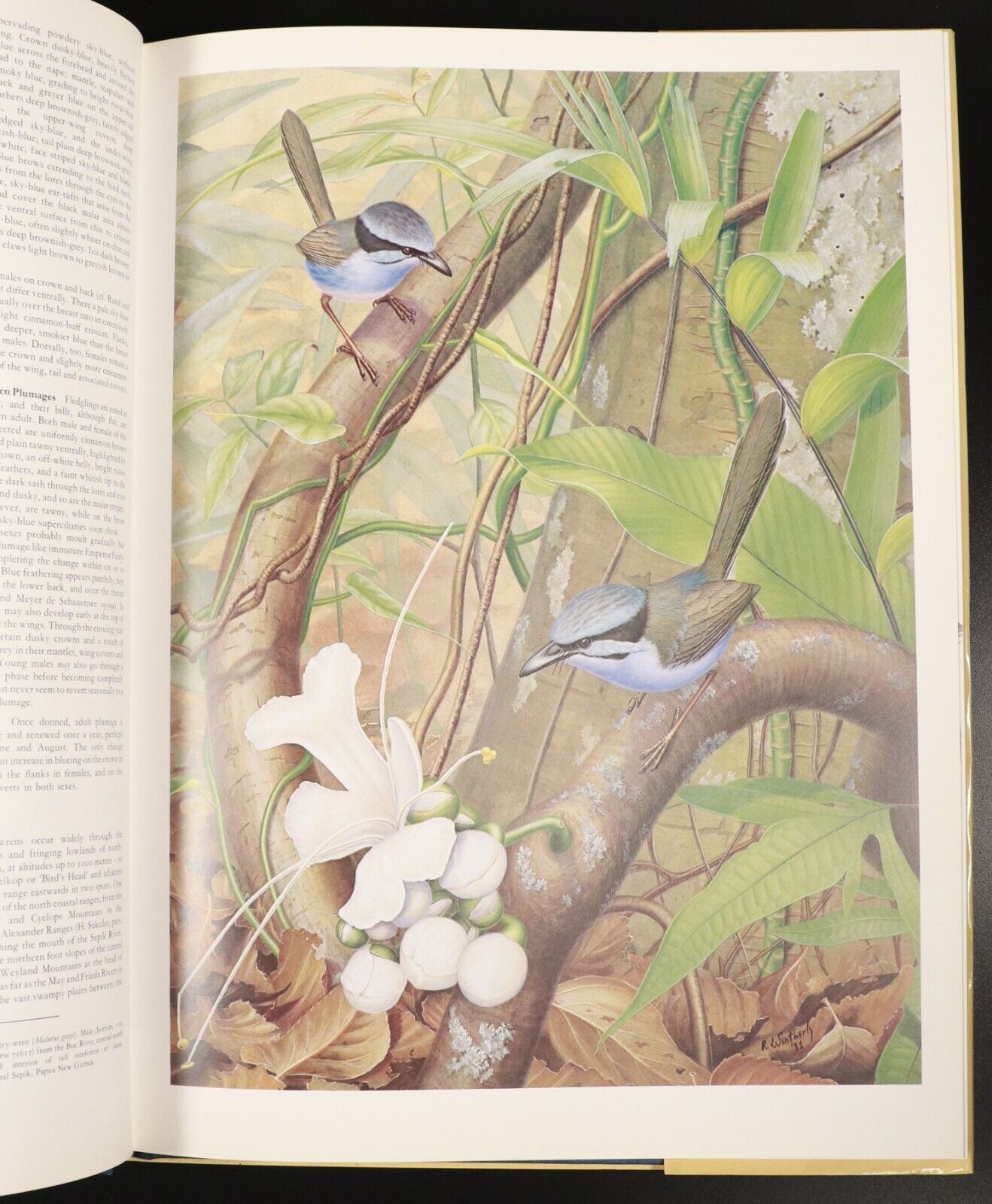 1982 The Fairy-Wrens by Richard Schodde Australian Wildlife Bird Reference Book