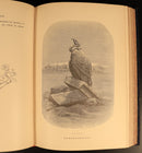 The Bird by Jules Michelet & Giacomelli 1895 Antique Natural History Book Gilt-12
