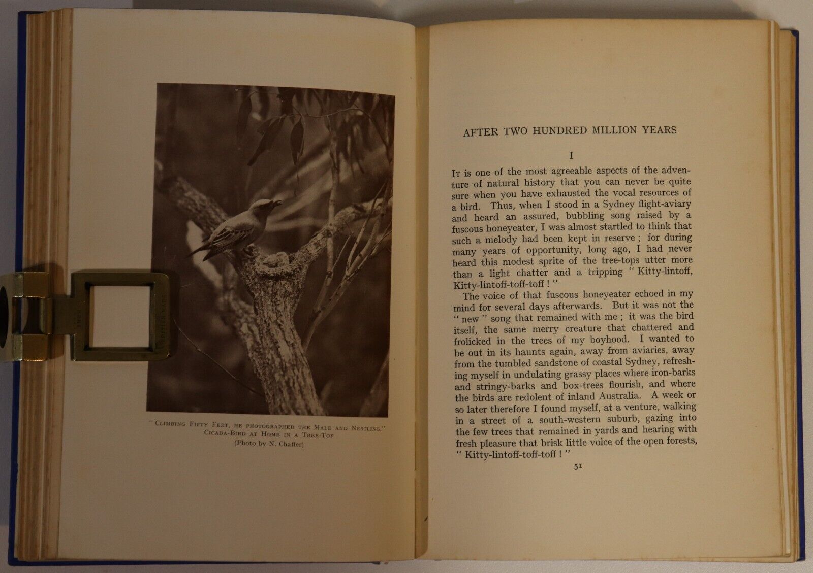 1932 Nature Fantasy In Australia by AH Chisholm Antique Natural History Book