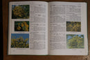 1992 An Introduction to Trees for South-Eastern Australia Gardening Book-5