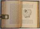 The Naturalist In La Plata by WH Hudson - 1895 - Antique Science & Nature Book-8