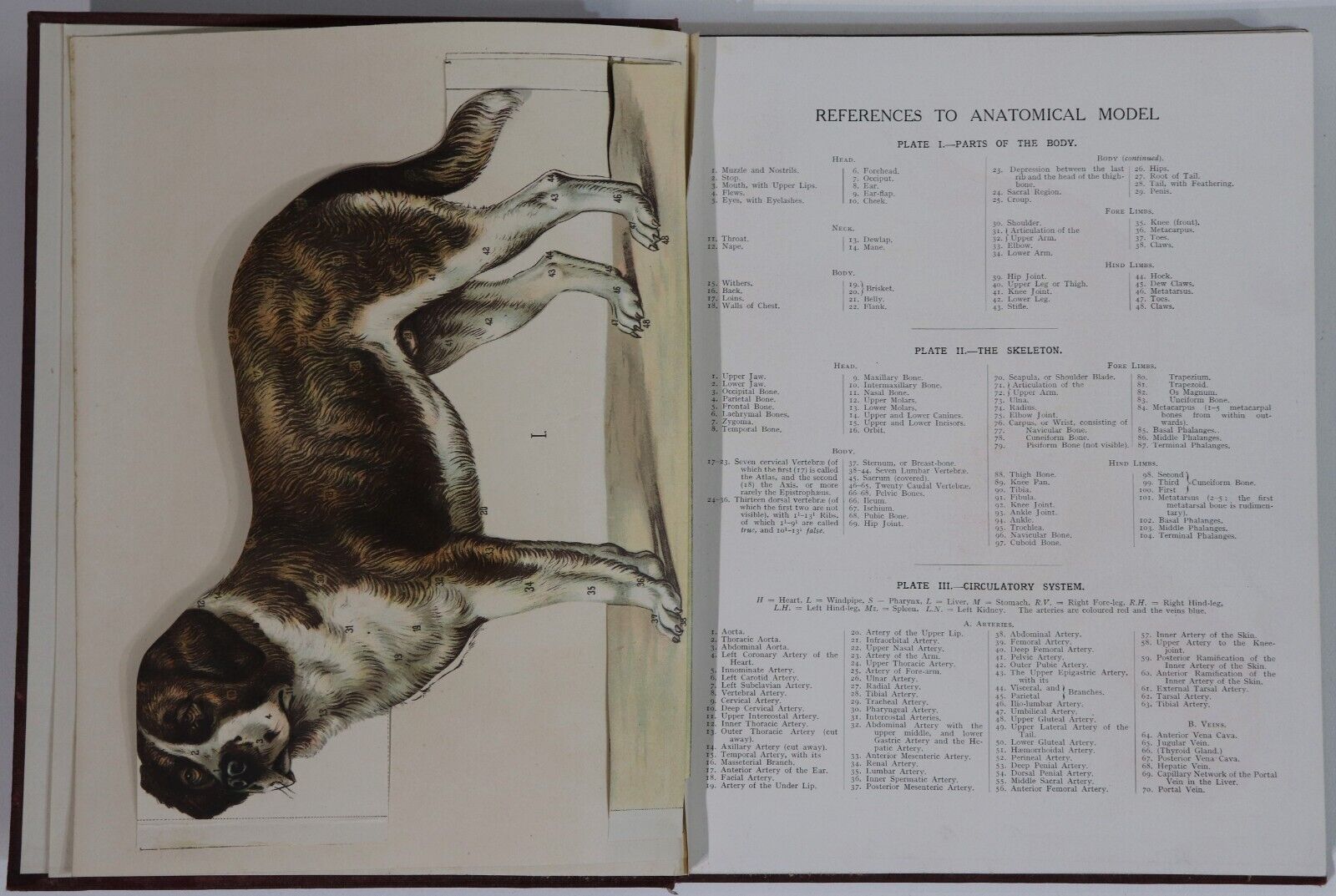 c1912 Cassell's New Book Of The Dog Antique British Dog Reference Books