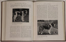 c1912 Cassell's New Book Of The Dog Antique British Dog Reference Books-7