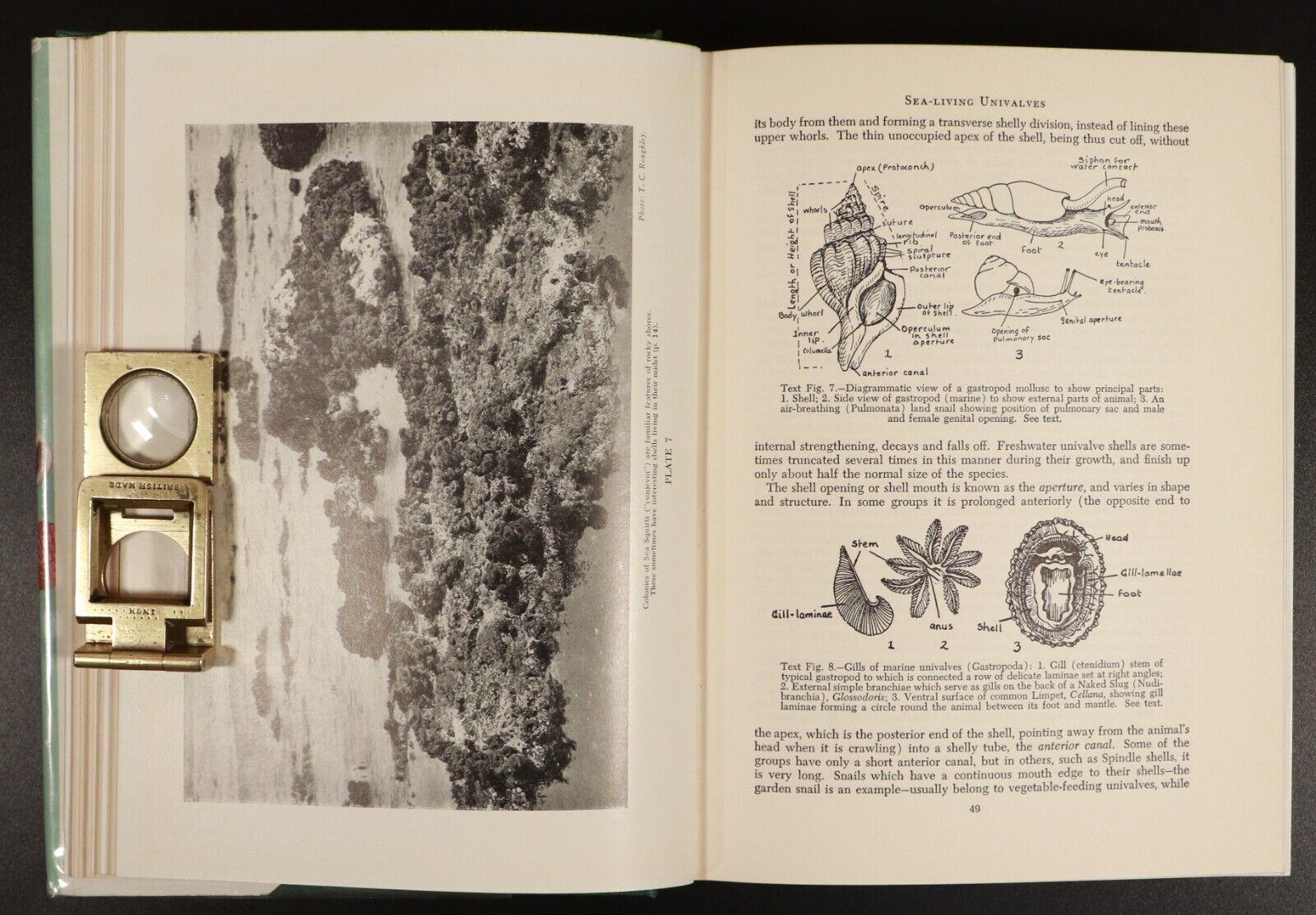 1962 Australian Shells by Joyce Allan Natural History Book Australia Illustrated