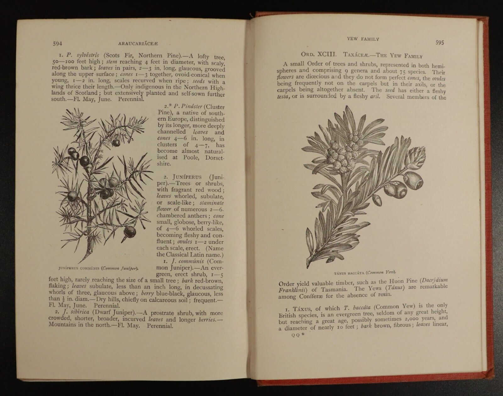 1911 Flowers Of The Field by C.A Johns Antique Flora Reference Book