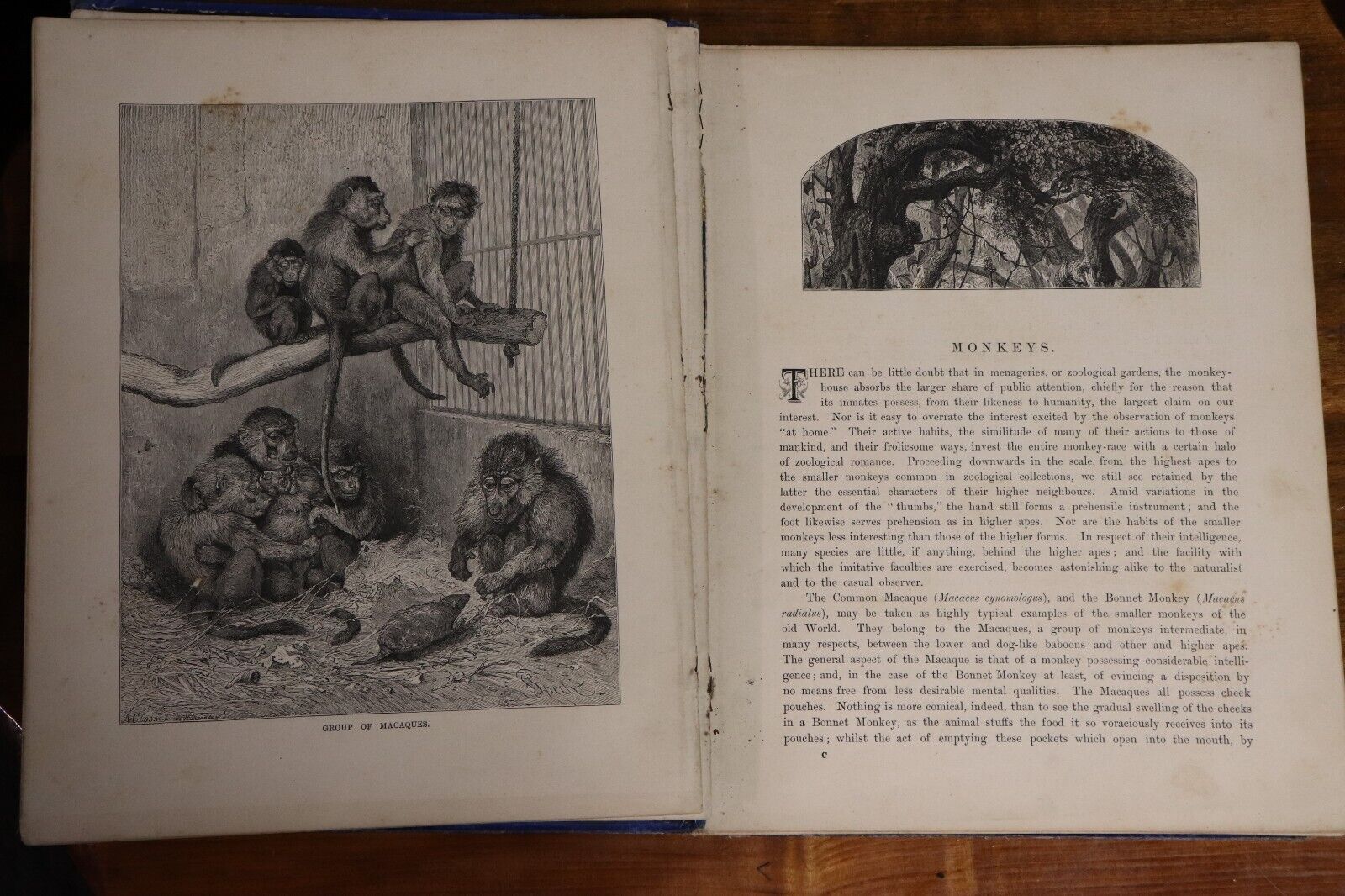 Wild Animals & Birds by Dr A. Wilson - 1882 - Antique Natural History Book