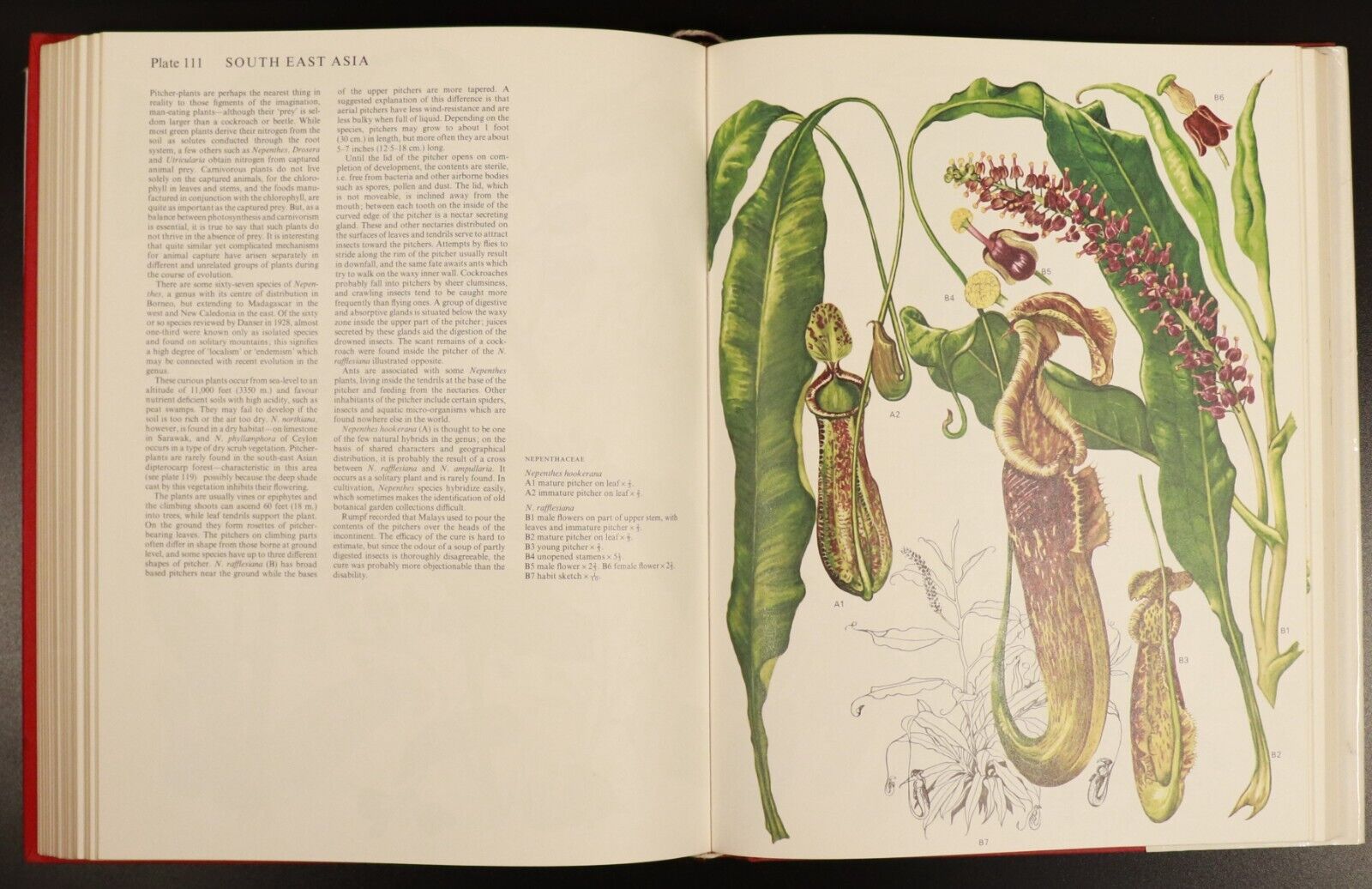 1970 Wild Flowers Of The World Paintings By Barbara Everard Nature Book