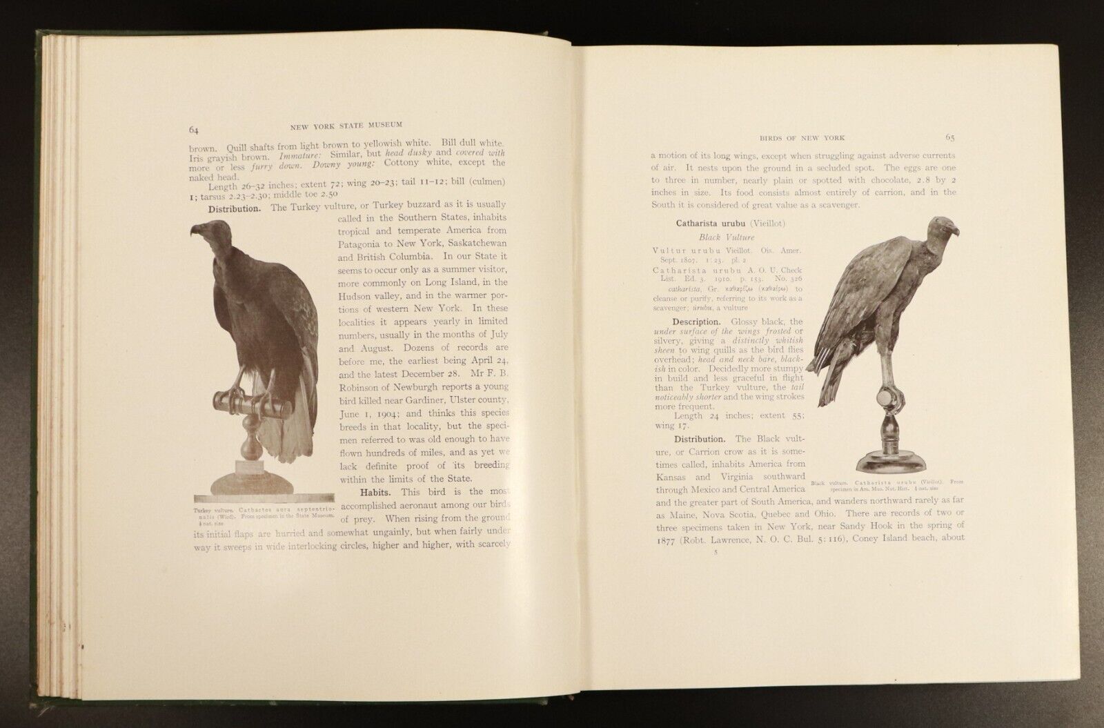 1914 Birds Of New York N.Y. State Museum by EH Eaton Antique Bird Reference Book