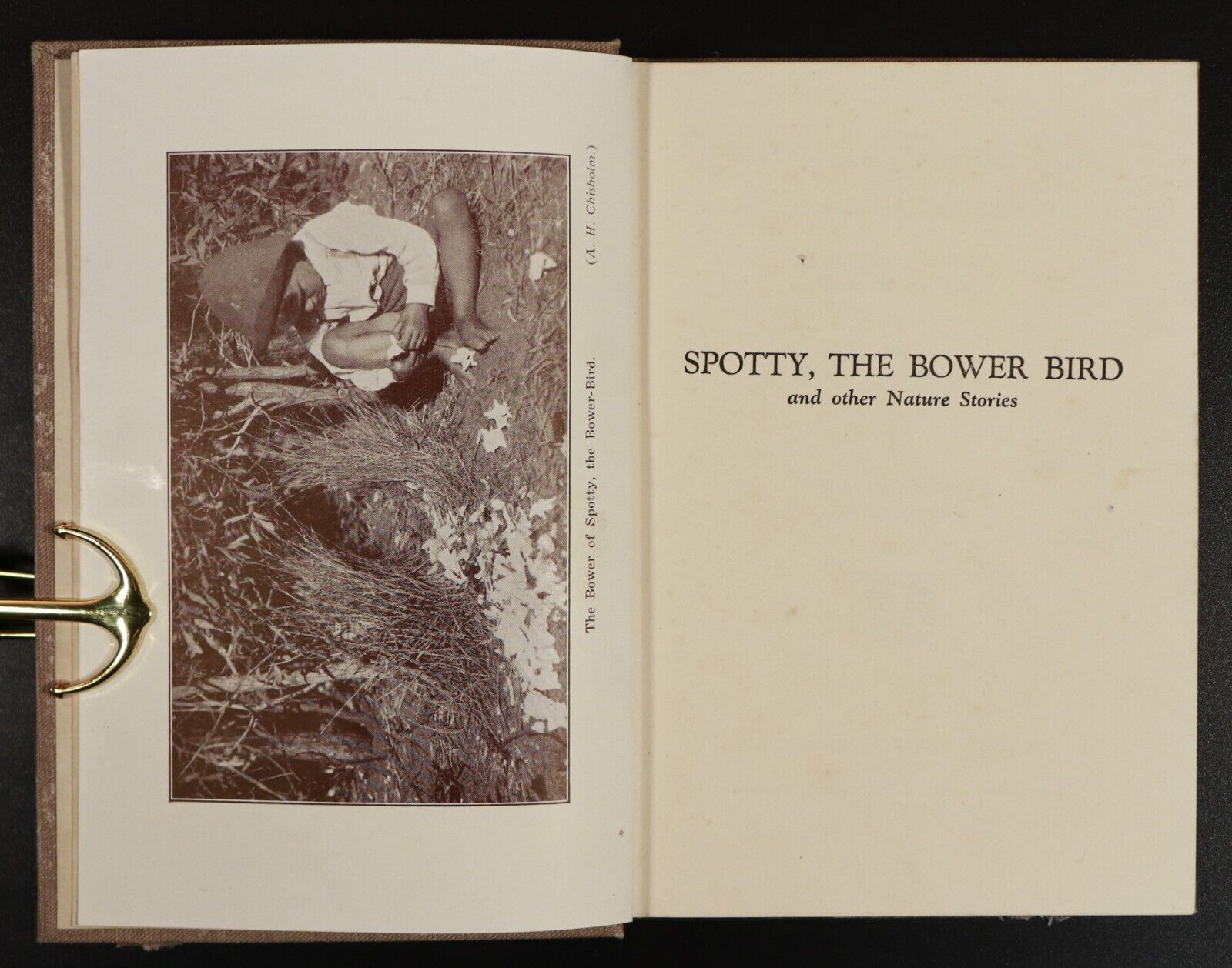 c1921 Spotty The Bower-Bird by E.S. Sorenson Antique Australian Childrens Book - 0