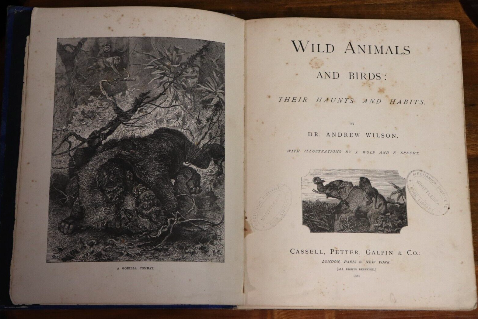 Wild Animals & Birds by Dr A. Wilson - 1882 - Antique Natural History Book - 0