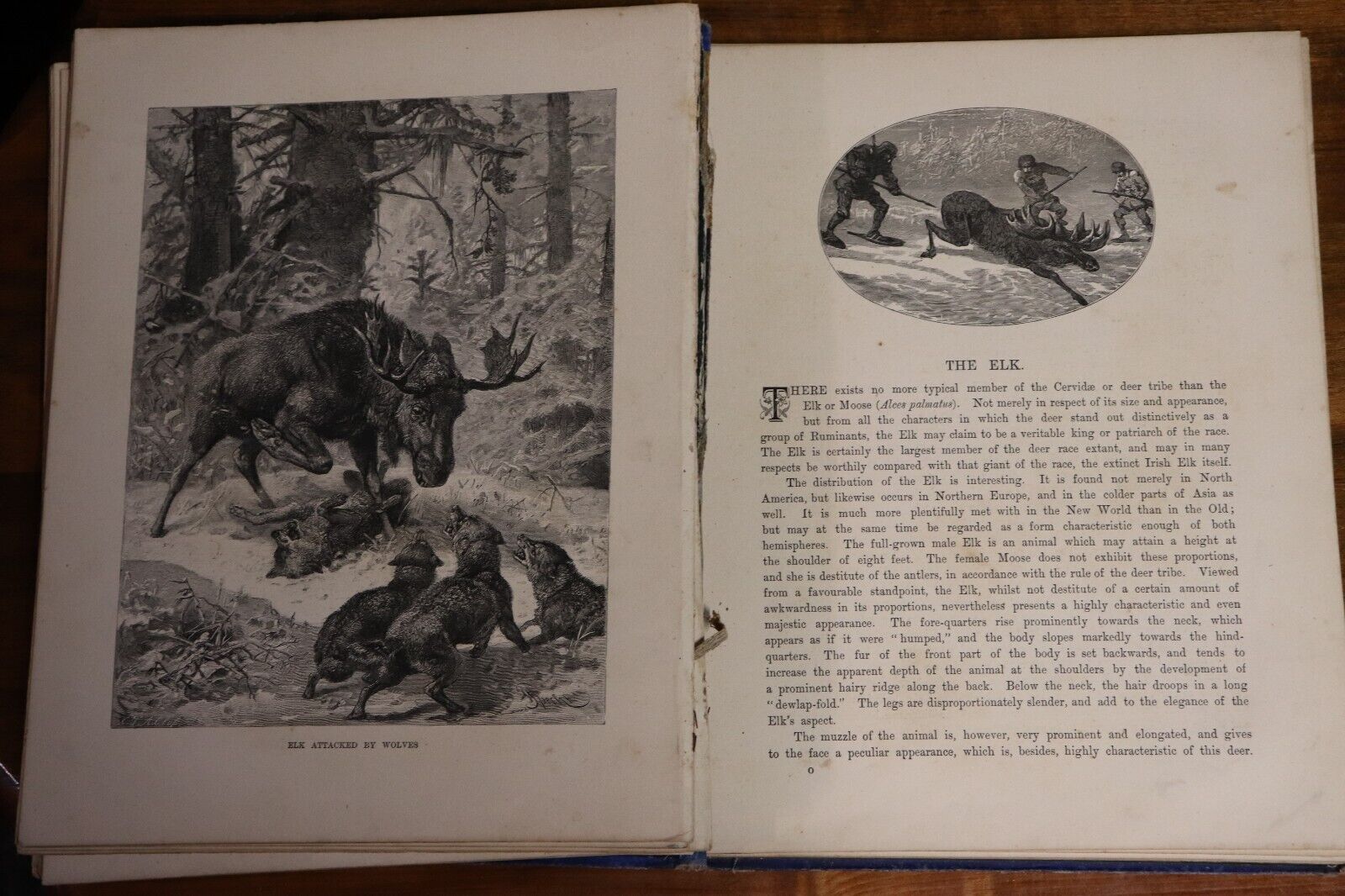 Wild Animals & Birds by Dr A. Wilson - 1882 - Antique Natural History Book