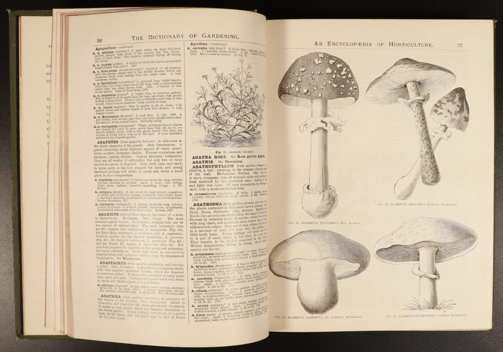 1888 4vol Illustrated Dictionary Of Gardening Antiquarian Gardening Book Set