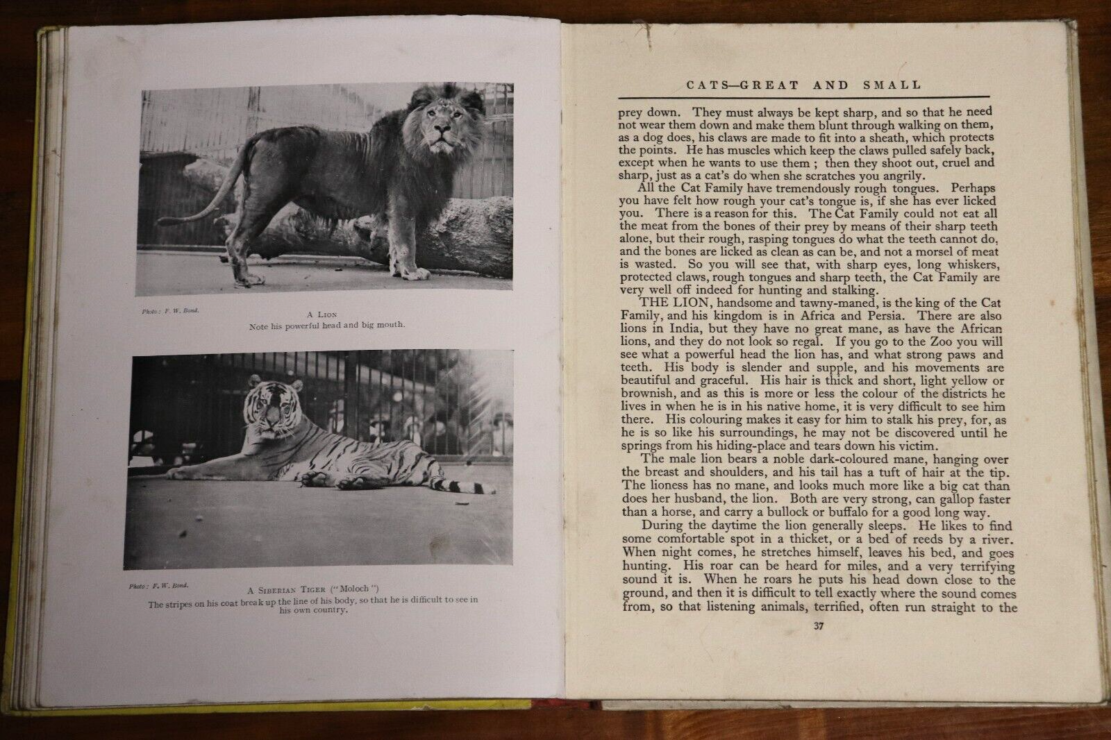 The Zoo Book by Enid Blyton - c1926 - Antique Childrens Book